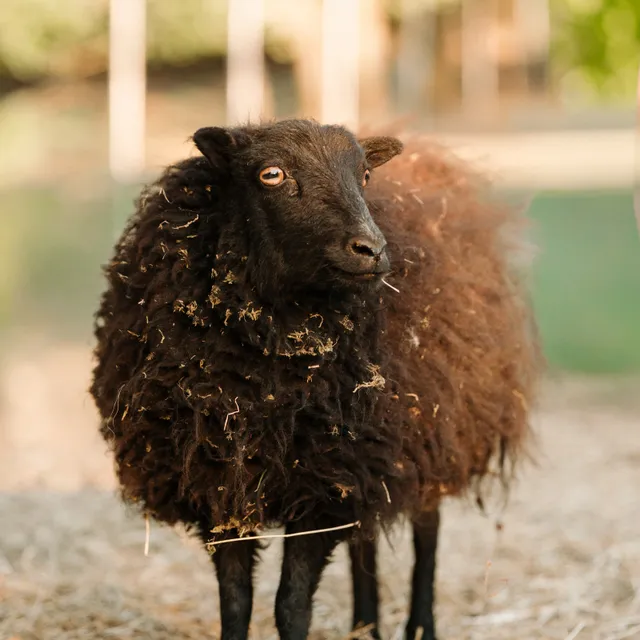 Ovečky na farmě